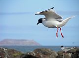 Galapagos 2-1-19 North Seymour Swallow-tailed Gull Here is a swallow-tailed gull coming in for a landing on North Seymour.